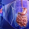 Prevention and treatment of the gastrointestinal tract